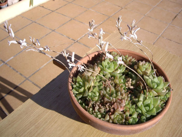Haworthia cuspidata - Star Window Plant