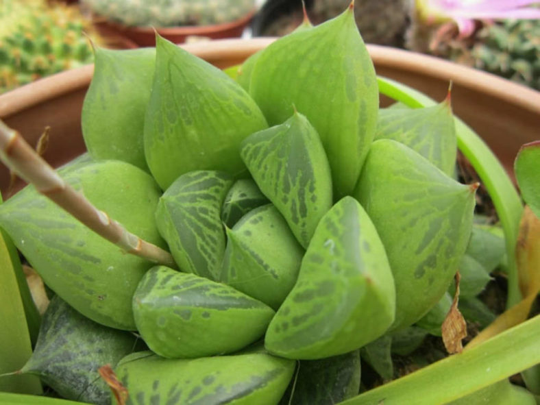 Haworthia cuspidata - Star Window Plant