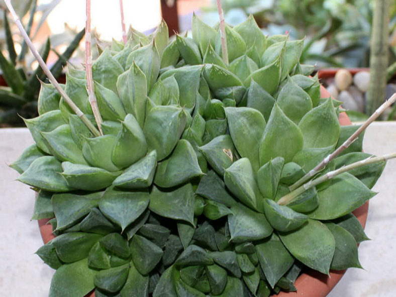 Haworthia cuspidata - Star Window Plant