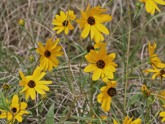 Helianthus agrestis - Southeastern Sunflower