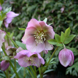 Helleborus orientalis (Lenten Rose) - World of Flowering Plants