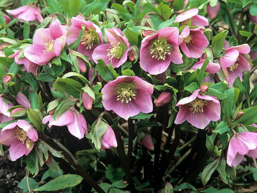 Helleborus Orientalis Lenten Rose World Of Flowering Plants Helleborus Orientalis Lenten Rose World Of Flowering Plants