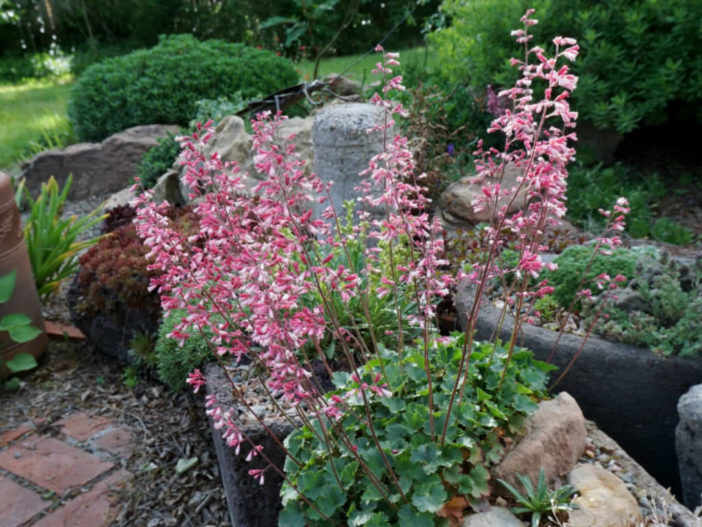 Heuchera abramsii - San Gabriel Alumroot