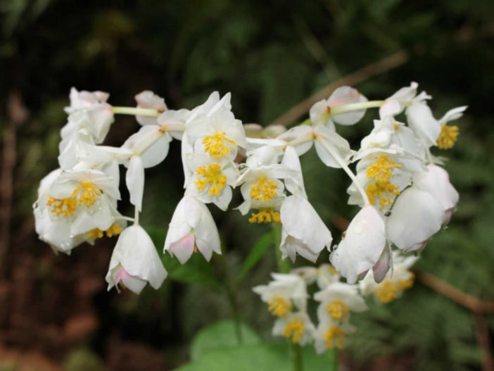 Hillebrandia sandwicensis - Aka 'Aka 'Awa