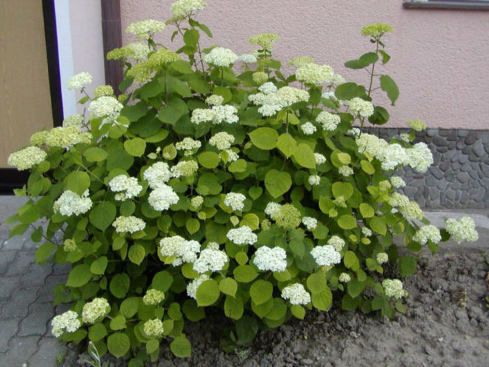 Hydrangea arborescens - Smooth Hydrangea