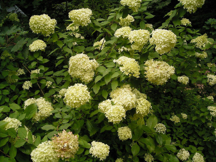 Hydrangea paniculata - Panicled Hydrangea