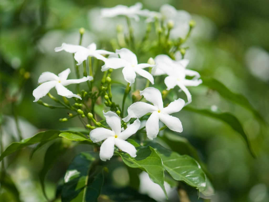 Jasminum officinale Jasmine) World of Flowering Plants