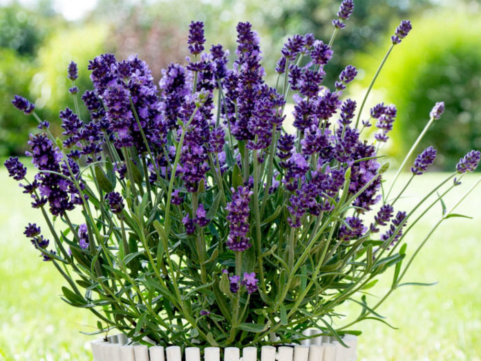 How to Grow and Care for Lavender World of Flowering Plants