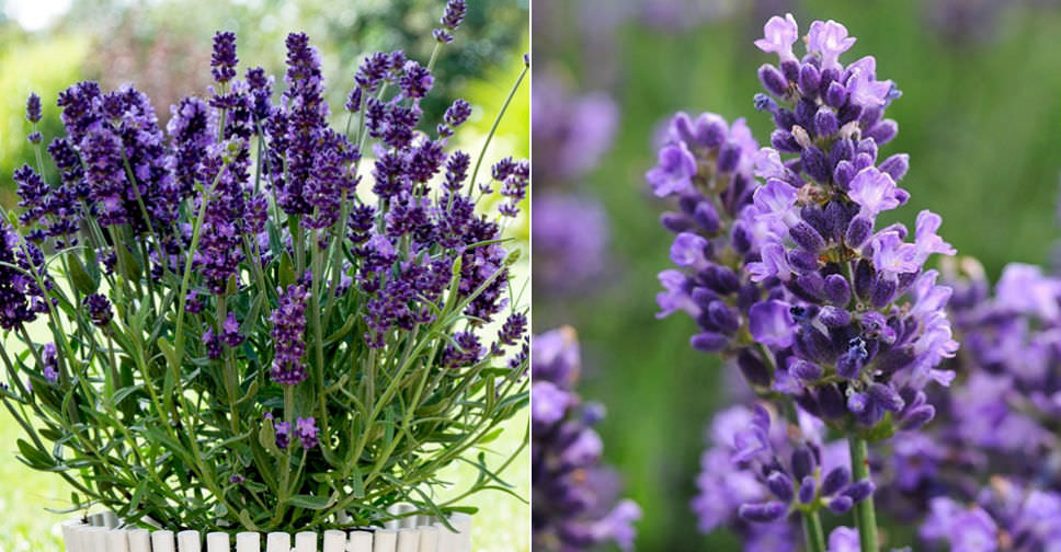 How to Grow and Care for Lavender - World of Flowering Plants