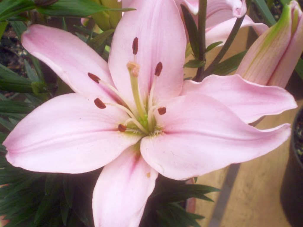 amaryllis lily plant care