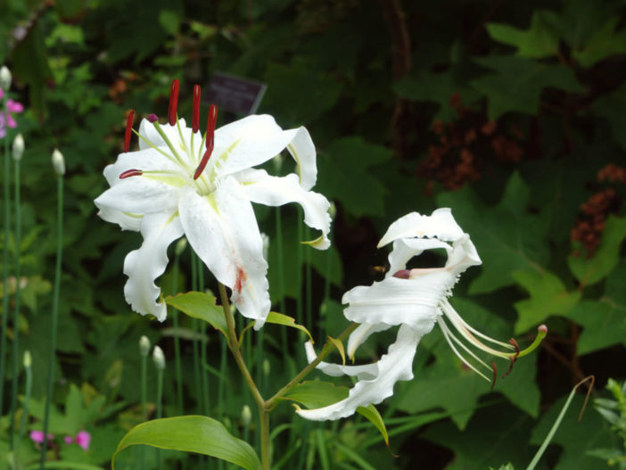 Lilium speciosum var. album - Japanese Lily