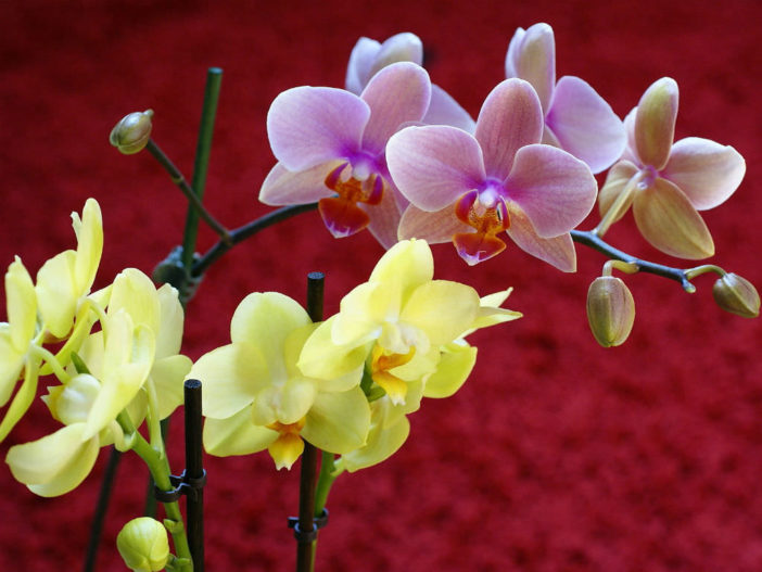 Homemade Potting Soil for Orchids