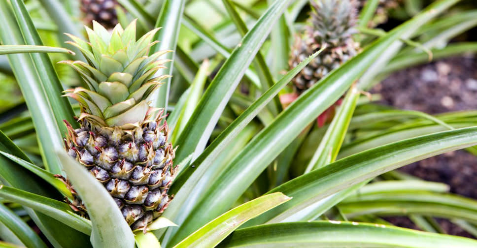 Ananas comosus 'Champaca' (Ornamental Pineapple) - World of Flowering Plants