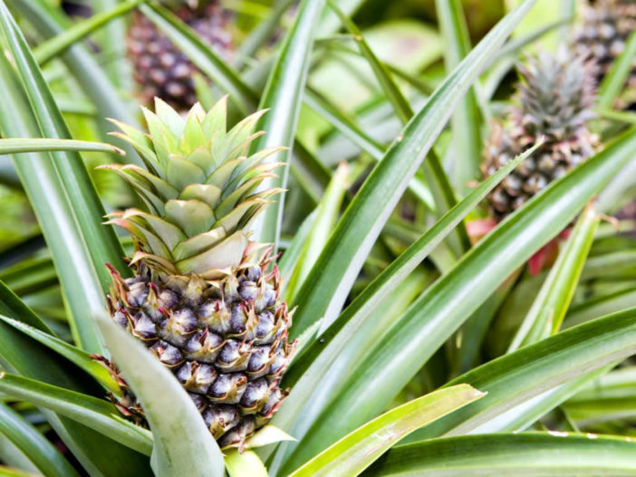 Ananas comosus 'Champaca' - Ornamental Pineapple