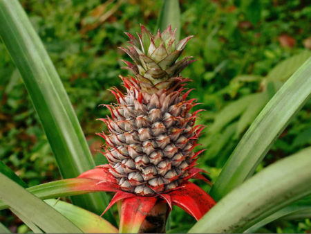 Ananas comosus (Pineapple) - World of Flowering Plants