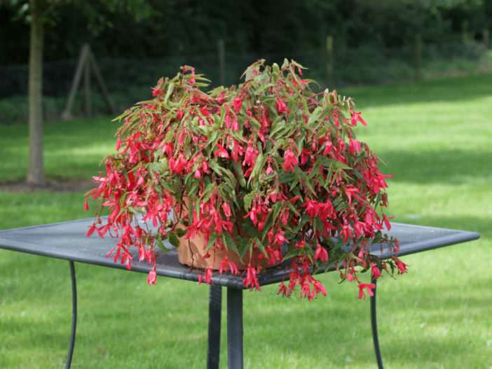 Begonia boliviensis