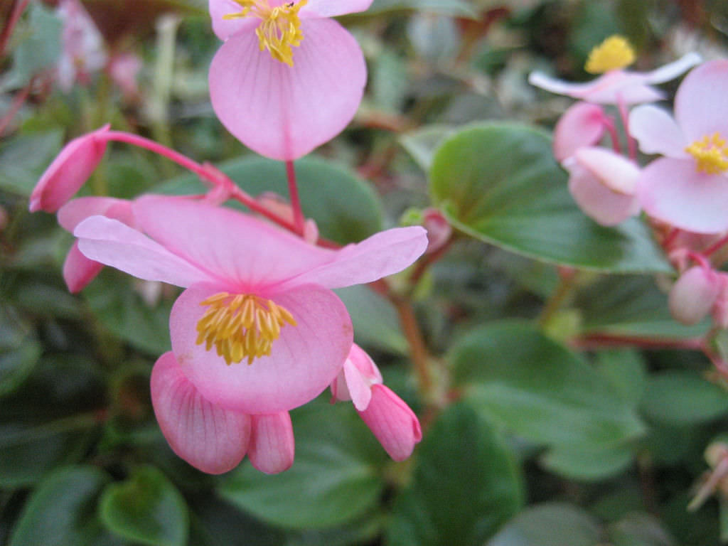 wax begonia plants