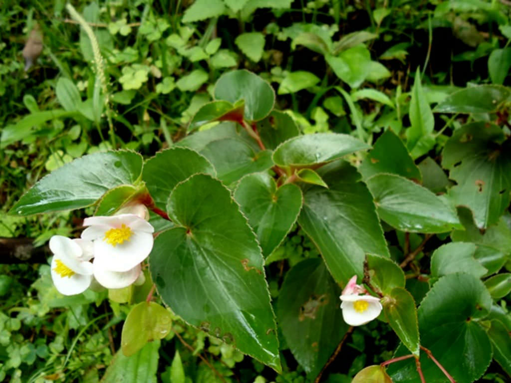 wax begonia uses