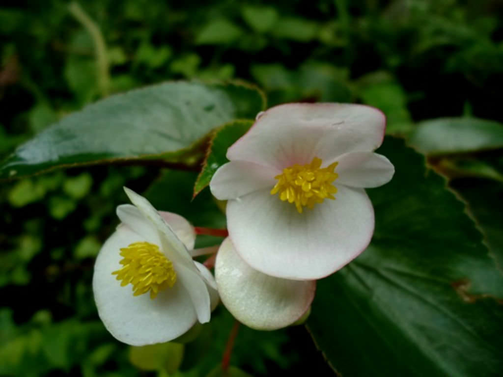 wax begonia uses