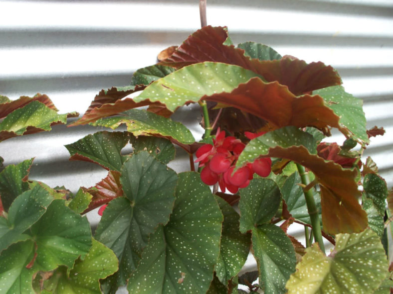 Begonia × corallina (Angel Wing Begonia)