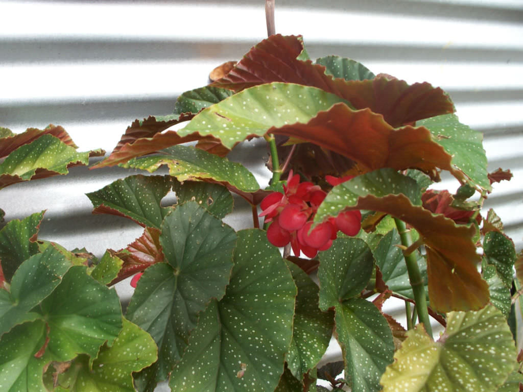 wax begonia water requirements