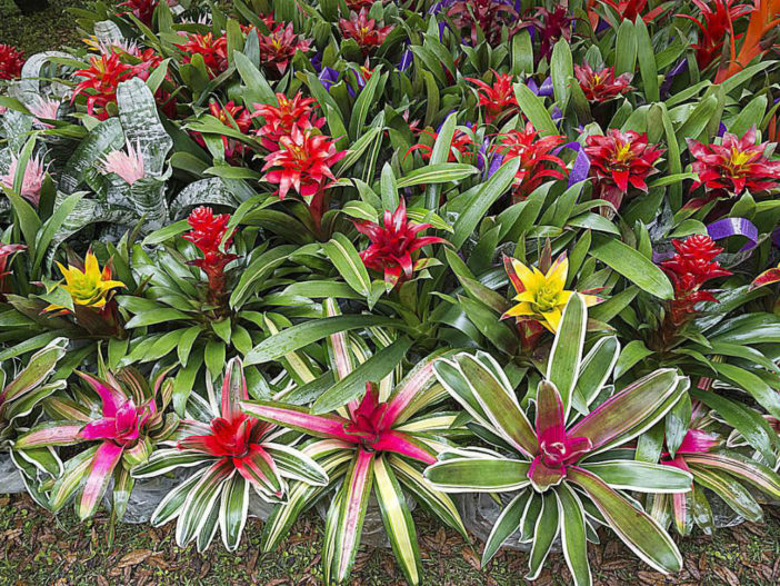 Bromeliads Care