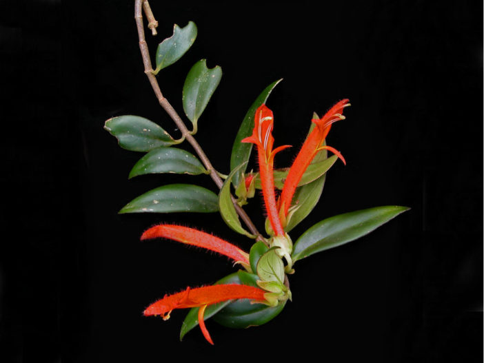 Columnea billbergiana