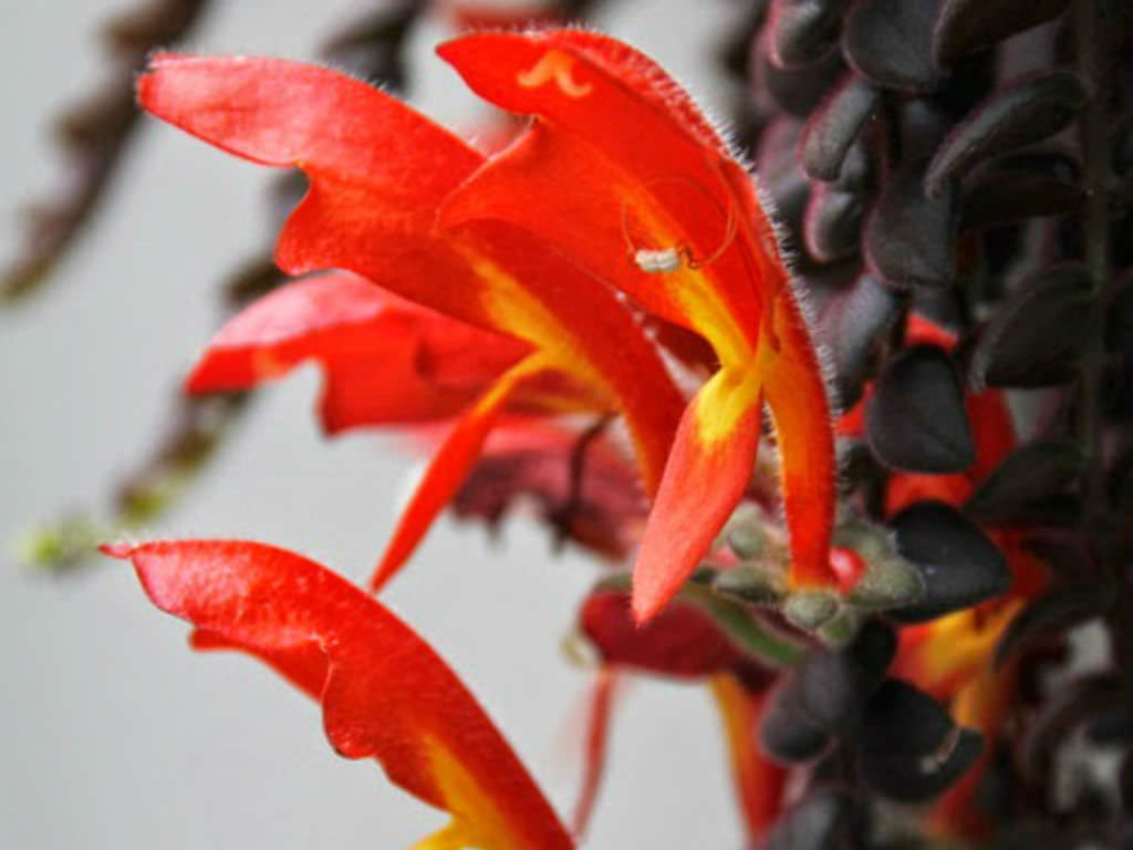 Columnea gloriosa (Goldfish Plant) - World of Flowering Plants