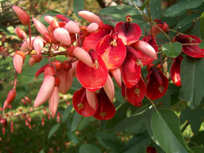 Erythrina crista-galli - Cockspur Coral Tree