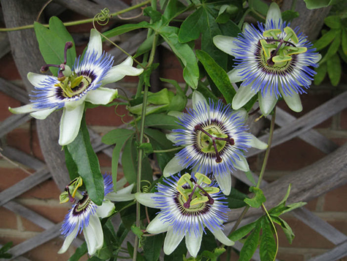 Germinate Passiflora (Passiflora caerulea)