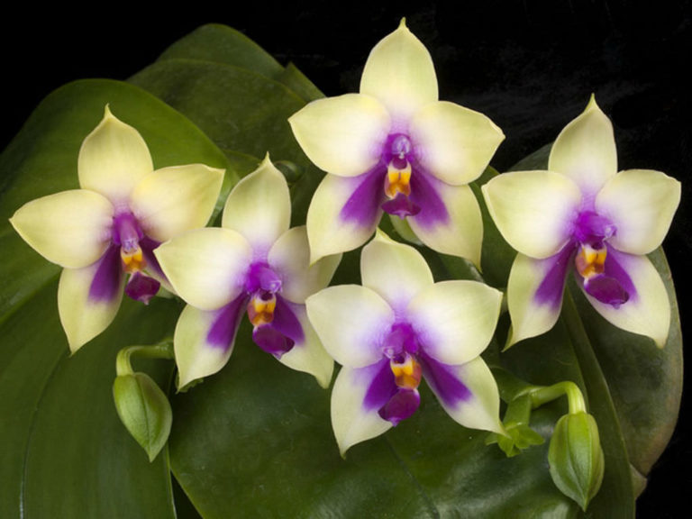Getting Moth Orchids to Bloom Again World of Flowering Plants
