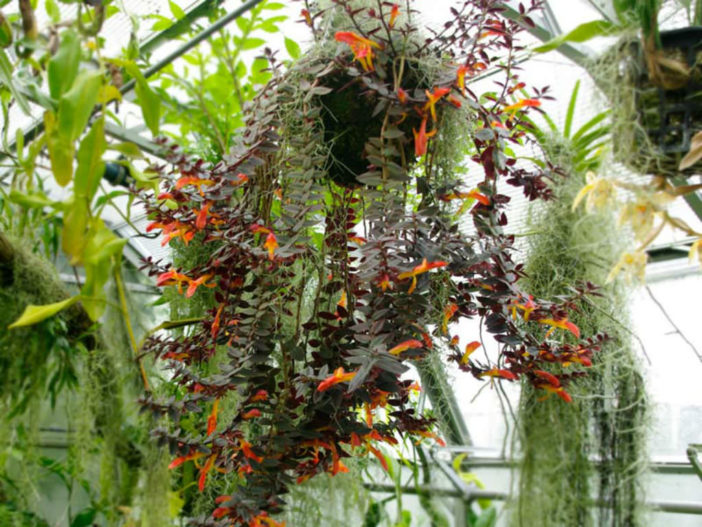 Columnea Care (Columnea gloriosa)