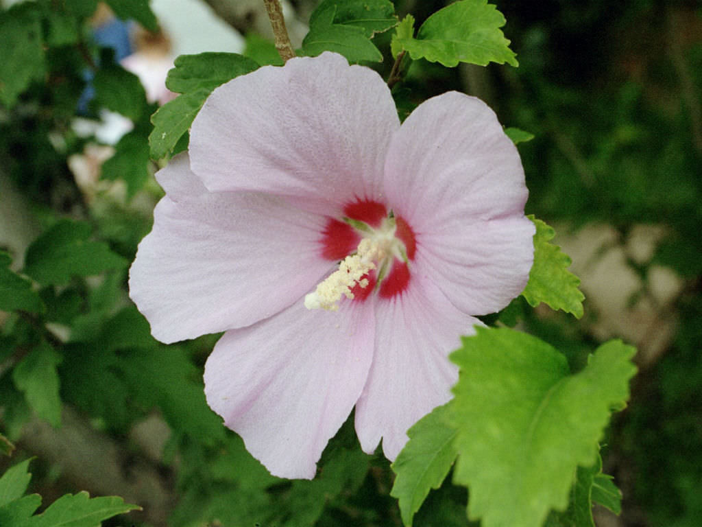Hibiscus syriacus (Rose of Sharon) - World of Flowering Plants