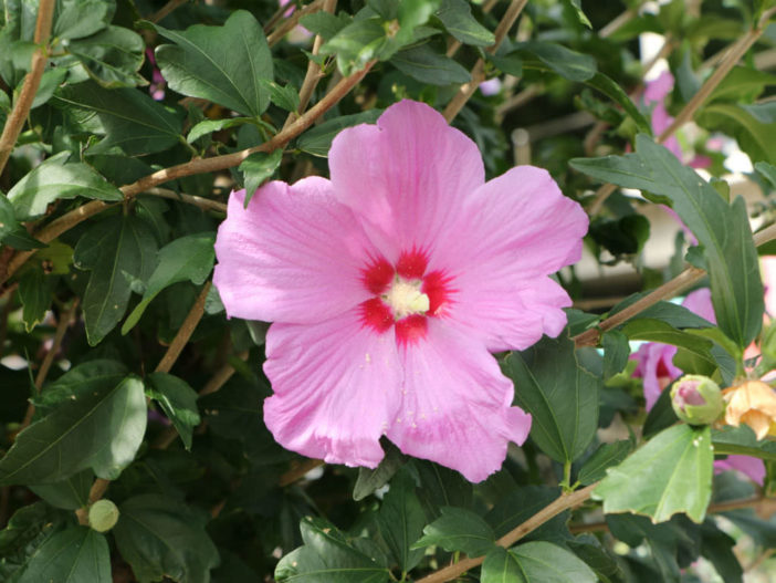 Hibiscus syriacus - Rose of Sharon