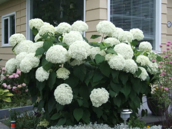 Hydrangea arborescens 'Annabelle' - Smooth Hydrangea