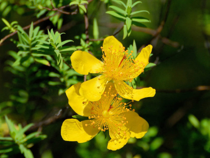 Hypericum revolutum - Curry Bush