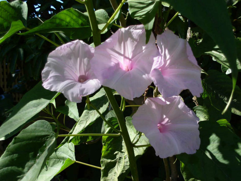 Ipomoea carnea - Bush Morning Glory