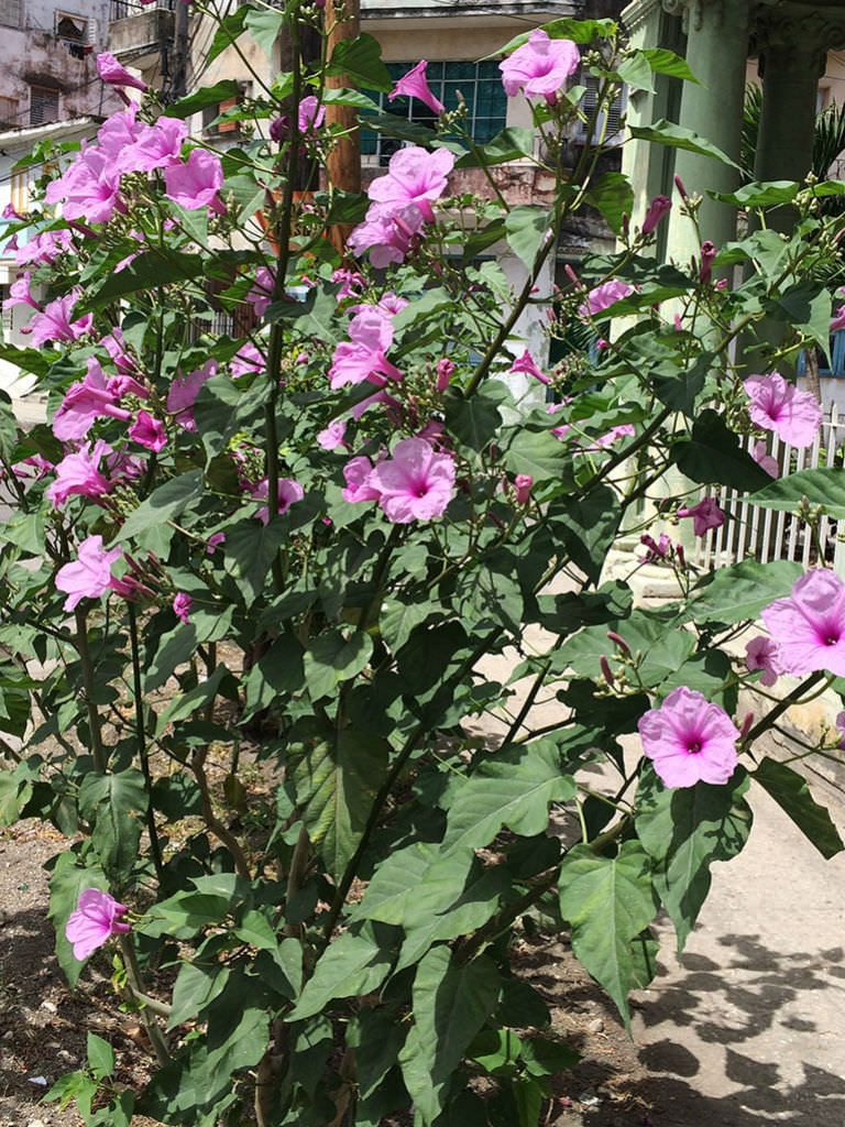 Ipomoea carnea (Bush Morning Glory) | World of Flowering Plants