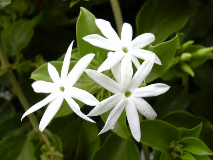 Jasminum multiflorum - Star Jasmine