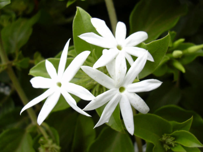 Jasminum multiflorum (Star Jasmine) | World of Flowering Plants