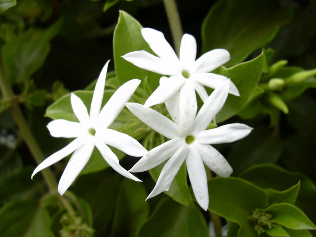 Jasminum multiflorum (Star Jasmine) - World of Flowering Plants