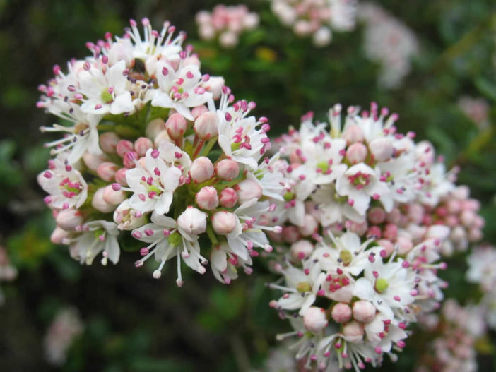 Kalmia buxifolia - Sand Myrtle