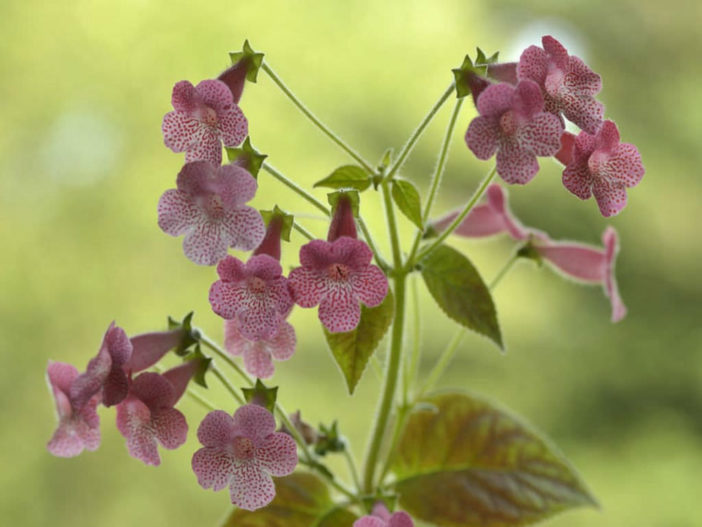 Kohleria 'Sunshine'