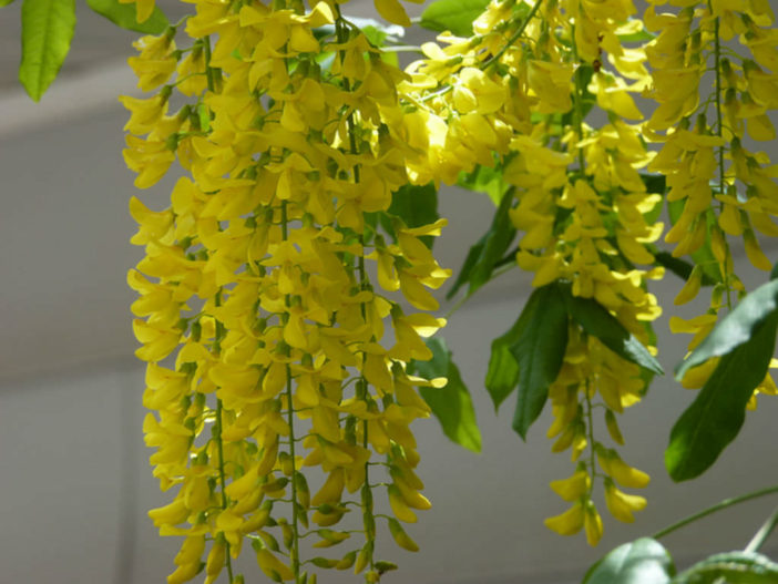 Laburnum × watereri (Golden Chain Tree)