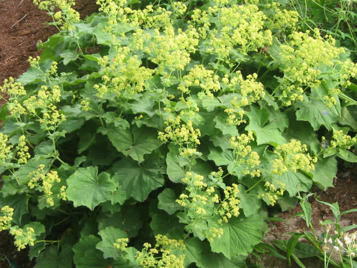 Lady's Mantle (Alchemilla)