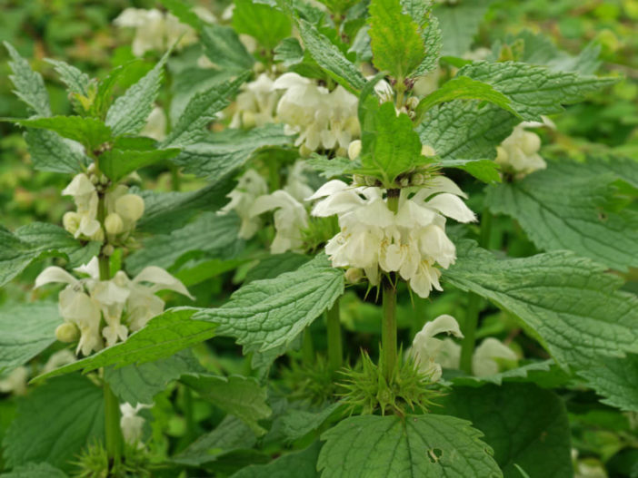 Lamium album - White Dead Nettle