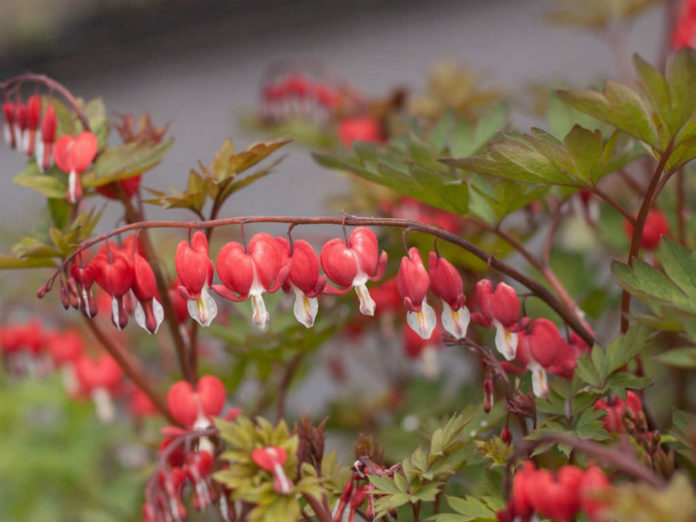 Lamprocapnos spectabilis 'Valentine' (Bleeding Heart