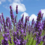 Lavandula latifolia (Spike Lavender) - World of Flowering Plants