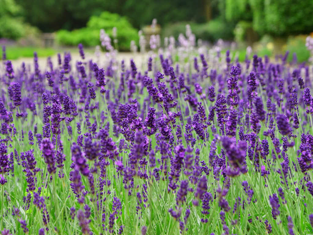 Lavandula Latifolia Spike Lavender World Of Flowering Plants