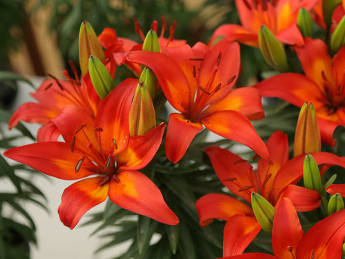 Lilium 'Matrix' - Matrix Asiatic Lily